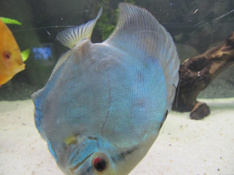 Nemo2.jpg