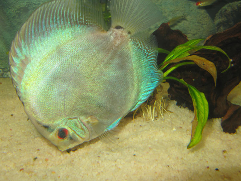Nemo3.jpg