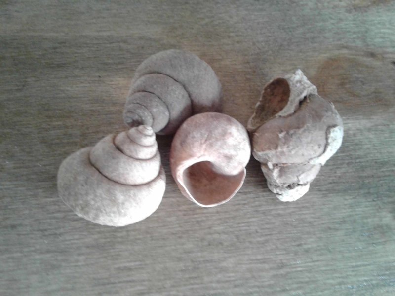 Neothauma-small (1).jpg