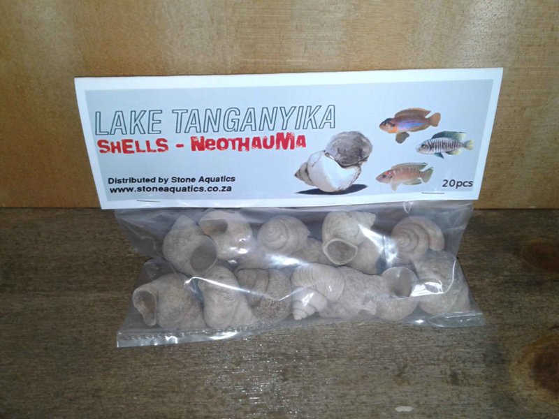 Neothauma-small (3).jpg