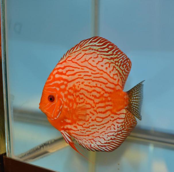 Orange Discus.jpg
