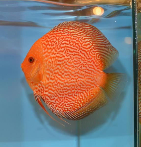 Orange Eruption Discus.jpg