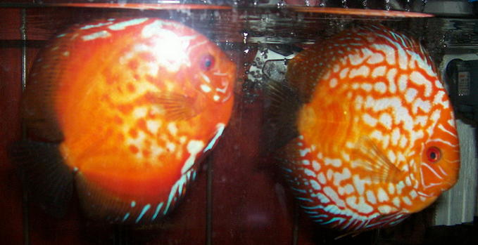 Pair 1.jpg