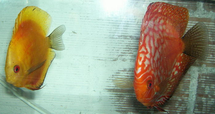 Pair 2.jpg