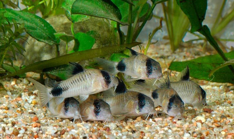Panda cory.jpg