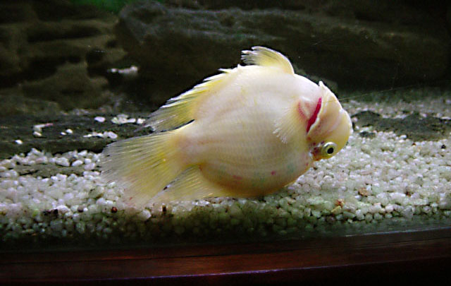Parrot fish.JPG