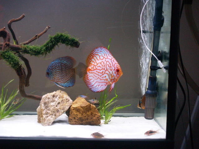 PB, RT, RB, rams and corys.jpg