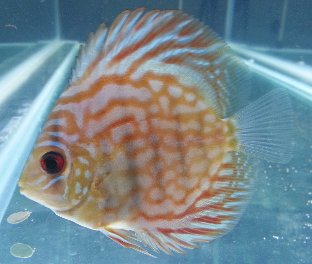petshop fish.jpg