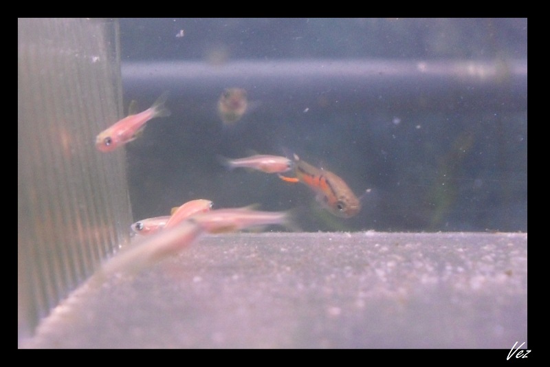 Pink ones.jpg