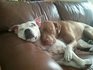 pitties.jpg