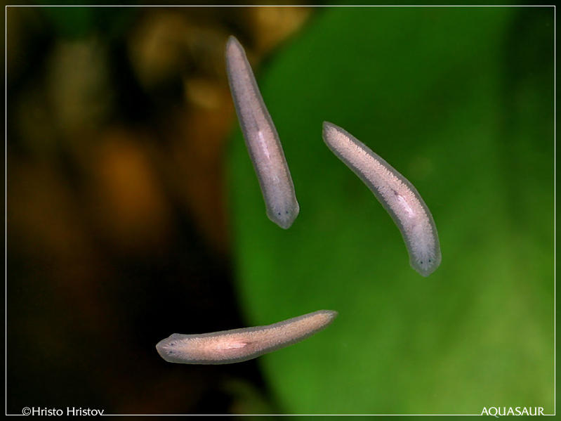 Planaria .jpg