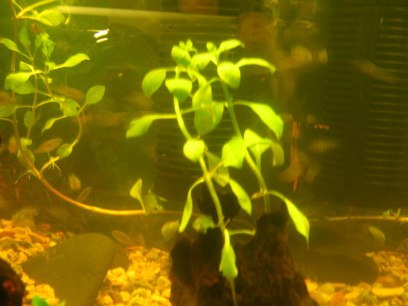 Plant1.jpg