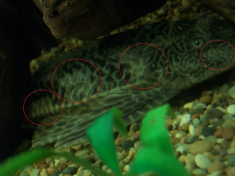 Pleco.jpg