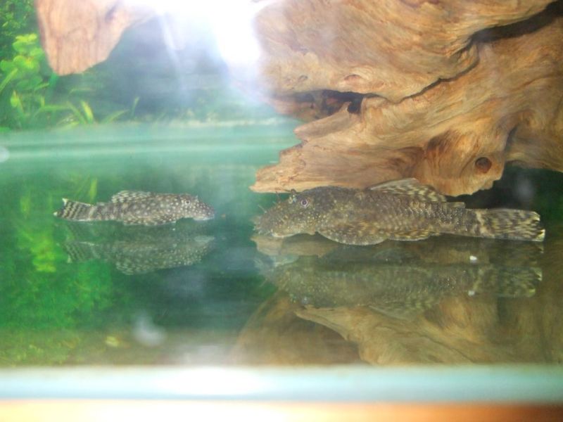 Pleco.JPG