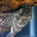 pleco stripes.jpg