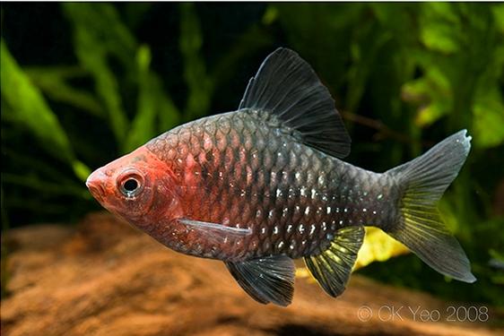 Puntius-nigrofasciatus-male2.jpg