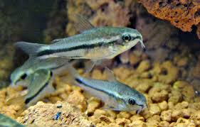 Pygmy cory.jpg