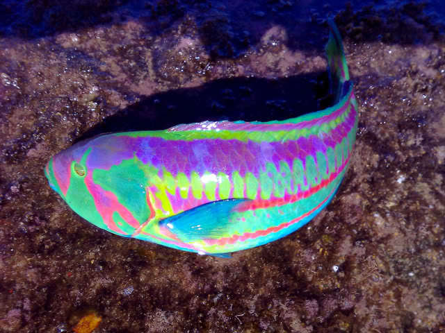 Rainbow Wrasse 2.jpg