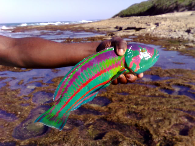 Rainbow Wrasse.jpg