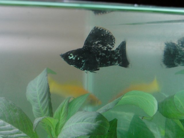 Sailfin.jpg