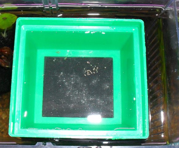SDC12982.JPG