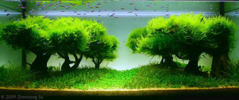 shade-of-grove.jpg
