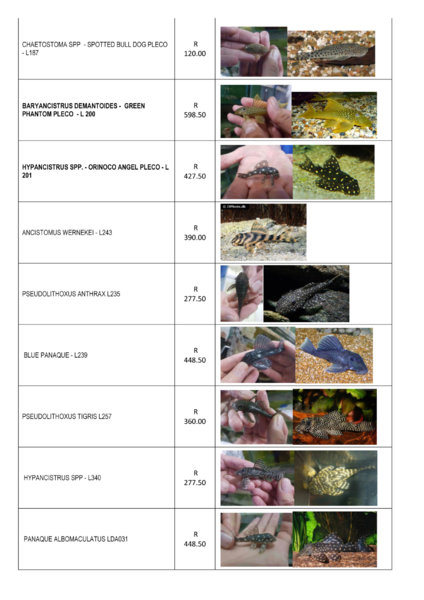 SOUTH-AMERICAN-FISH-PROMOTI.jpg