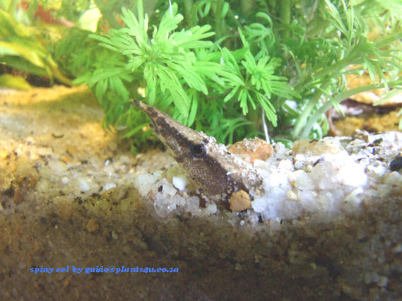 Spiny-eel head4web 6289.jpg