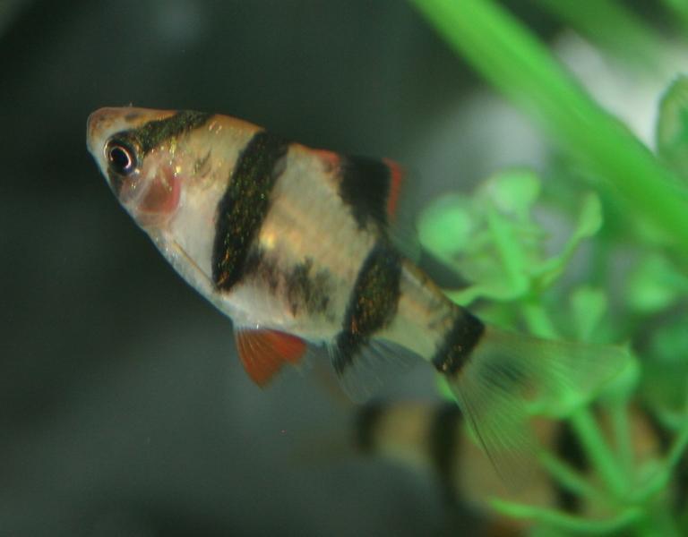 tetra.jpg
