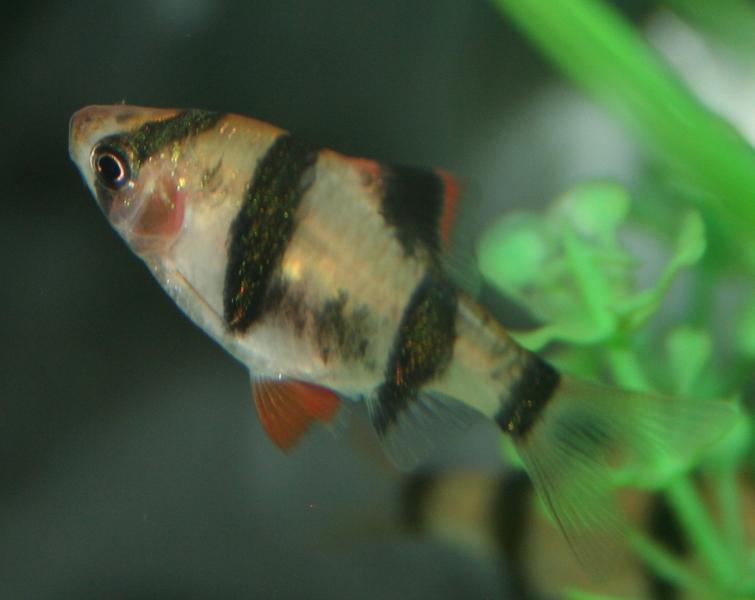 tetra.jpg