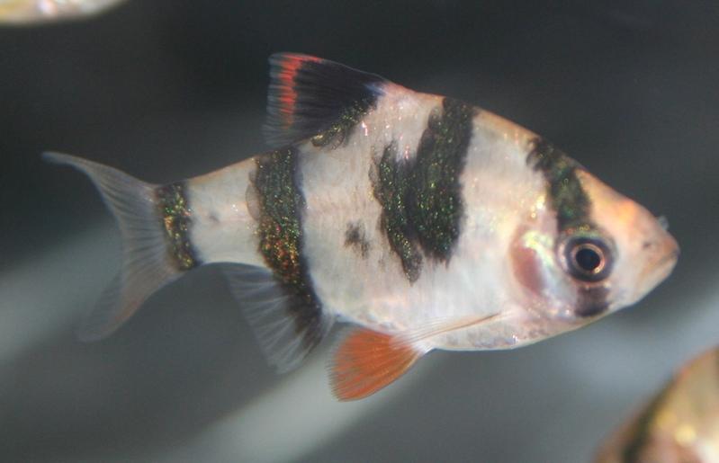 tetra2.jpg