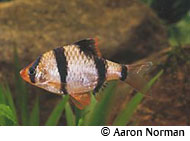 tiger-barb.jpg