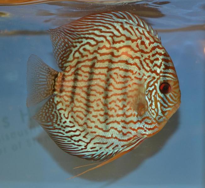 Turk Discus 2.jpg