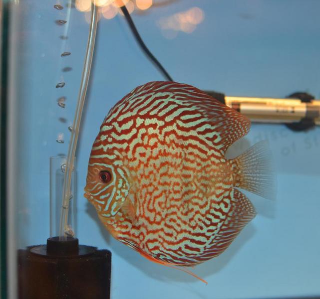 Turk Discus.jpg
