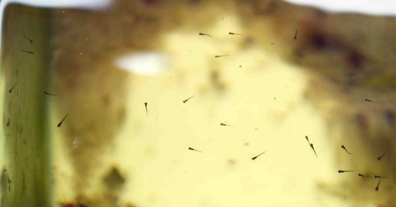 White Cloud Fry.jpg