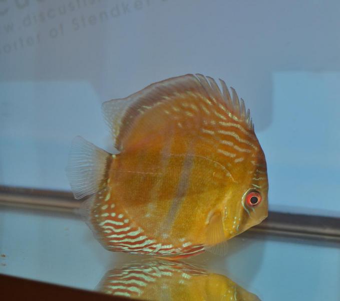 Wild Discus 1.jpg