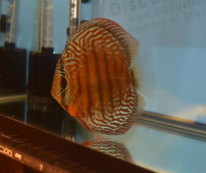 Wild Discus2.jpg