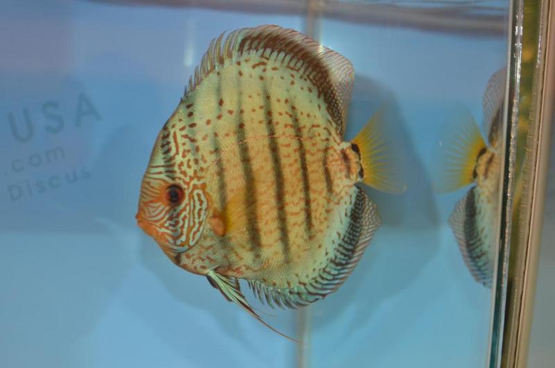 X Heckel Discus.jpg