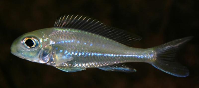 Xeno ornatipinnis Burundi.png