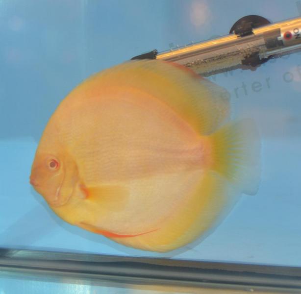 Yelloy Discus.jpg