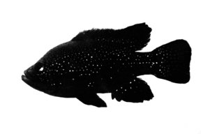SalmonAfrica