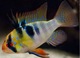 Kribs