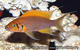 fishcrazy
