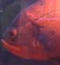 BigFish