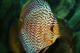 pHish_man