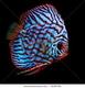 symphysodon