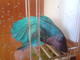 Mariette