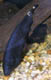 Andrewv