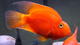 E&C_Aquariums