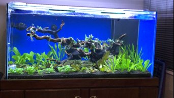 Neon tetra 10